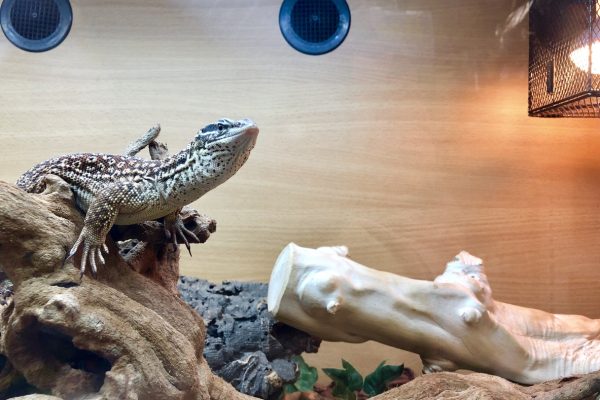 Photo showing Varanus acanthurus (spiny-tailed monitor lizard) in a terrarium that replicates the natural arid habitat where the reptile would normally live in the wild.