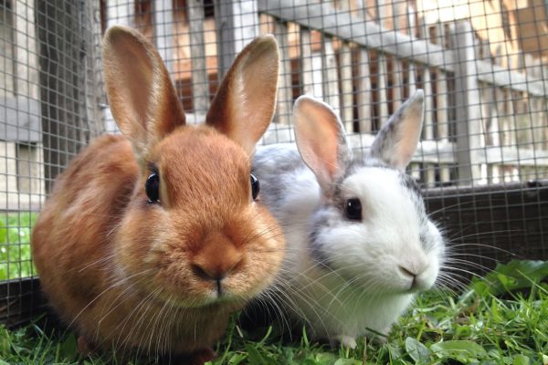 Rabbits in a cage.